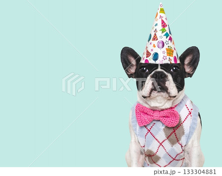 Cute puppy and party hat. Studio shot Cute puppy and party hat. Studio shot 133304881