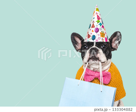 Cute puppy, shopping bag and party hat. Studio shot Cute puppy, shopping bag and party hat. Studio shot 133304882