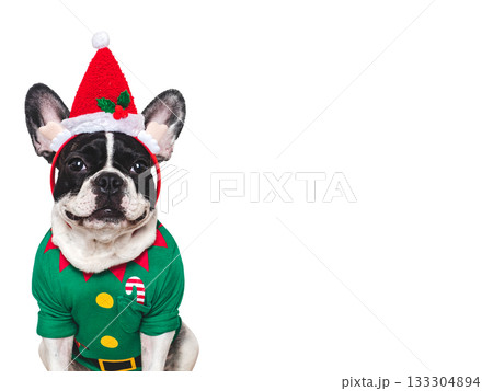 Cute puppy and Christmas elf costume. Studio shot Cute puppy and Christmas elf costume. Studio shot 133304894