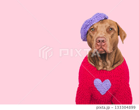 Cute brown dog and red heart. Studio shot Cute brown dog and red heart. Studio shot 133304899
