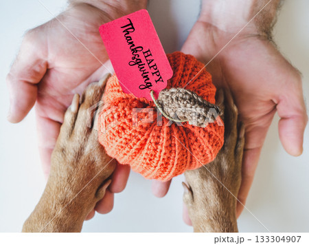Happy Thanksgiving. Dog's paws, human hands and yellow pumpkin Happy Thanksgiving. Dog's paws, human hands and yellow pumpkin 133304907