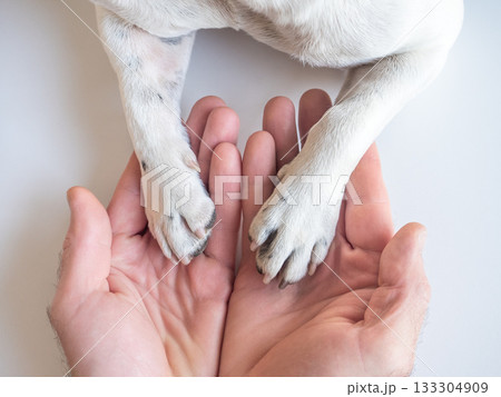 Dog's paws and human hands. View from above Dog's paws and human hands. View from above 133304909