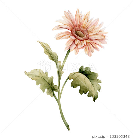 Gerbera Daisy. Peach pink autumn garden flower. Watercolor hand drawn floral illustration isolated on white background for wedding design home textile print card cosmetic package porcelain crockery 133305348