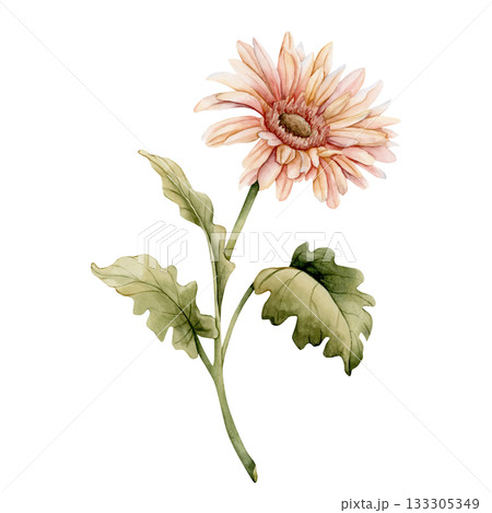 Gerbera Daisy. Peach pink autumn garden flower. Watercolor hand drawn floral illustration isolated on white background for wedding design home textile print card cosmetic package porcelain crockery 133305349
