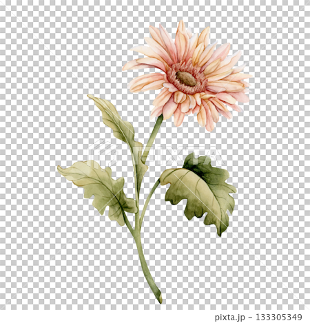 Gerbera Daisy. Peach pink autumn garden flower. Watercolor hand drawn floral illustration isolated on white background for wedding design home textile print card cosmetic package porcelain crockery Gerbera Daisy. Peach pink autumn garden flower. Watercolor hand drawn floral illustration isolated on white background for wedding design home textile print card cosmetic package porcelain crockery 133305349