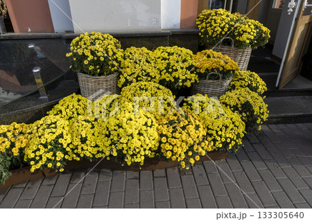 chrysanthemum flowers on a city street 133305640