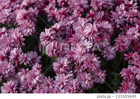 chrysanthemum flowers on a city street 133305645