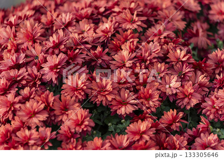 chrysanthemum flowers on a city street chrysanthemum flowers on a city street 133305646