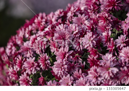 chrysanthemum flowers on a city street chrysanthemum flowers on a city street 133305647