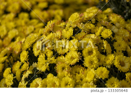 chrysanthemum flowers on a city street chrysanthemum flowers on a city street 133305648
