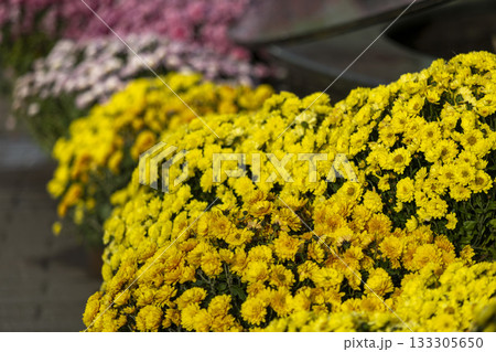 chrysanthemum flowers on a city street chrysanthemum flowers on a city street 133305650