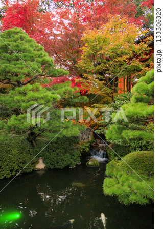由志園　秋の紅葉ライトアップ 133306320