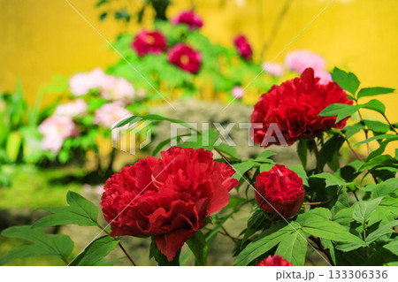 由志園　秋の紅葉ライトアップ 133306336