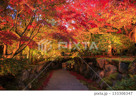 由志園　秋の紅葉ライトアップ 133306347