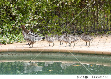 A family of Australian Wood Ducks walking around in the sunshine 133306458