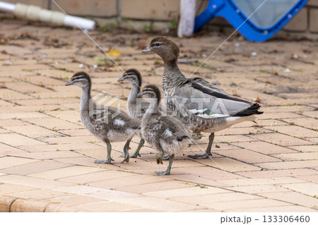 A family of Australian Wood Ducks walking around in the sunshine A family of Australian Wood Ducks walking around in the sunshine 133306460