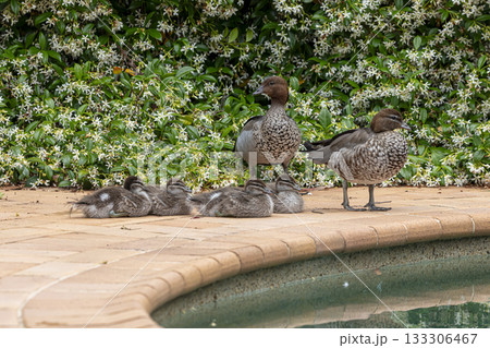 A family of Australian Wood Ducks walking around in the sunshine A family of Australian Wood Ducks walking around in the sunshine 133306467