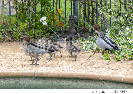 A family of Australian Wood Ducks walking around in the sunshine A family of Australian Wood Ducks walking around in the sunshine 133306472