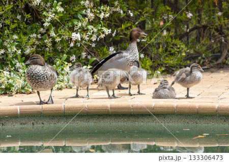A family of Australian Wood Ducks walking around in the sunshine A family of Australian Wood Ducks walking around in the sunshine 133306473