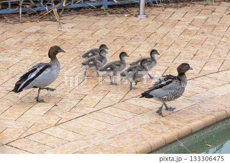 A family of Australian Wood Ducks walking around in the sunshine 133306475