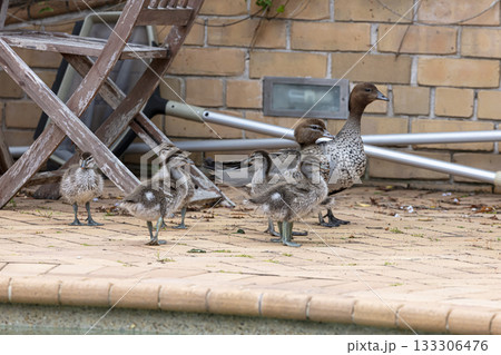 A family of Australian Wood Ducks walking around in the sunshine A family of Australian Wood Ducks walking around in the sunshine 133306476