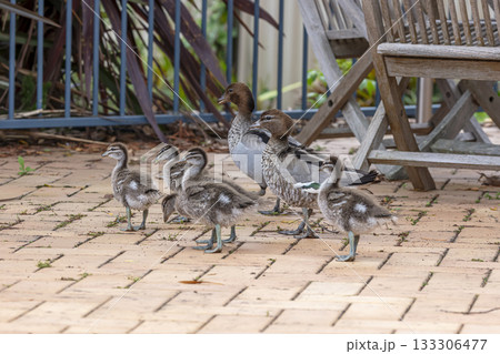 A family of Australian Wood Ducks walking around in the sunshine 133306477