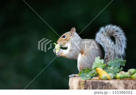 Grey squirrel eating green hazelnuts on a tree stump in autumn 133306502