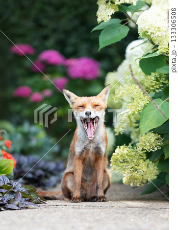 Urban Red fox yawning wide in summer garden Urban Red fox yawning wide in summer garden 133306508