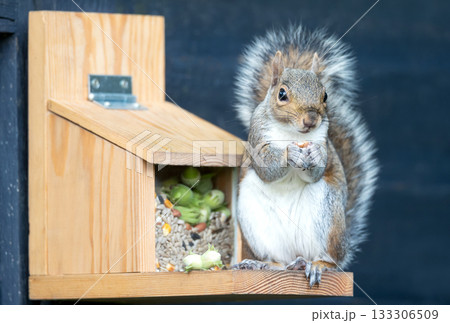 Grey squirrel eating nuts and seeds on a squirrel feeder Grey squirrel eating nuts and seeds on a squirrel feeder 133306509