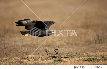 Dark morph Augur Buzzard in flight over Ethiopian highlands 133306526