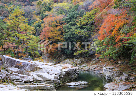 紅葉見頃な奥津峡 133306559