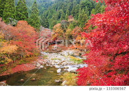 紅葉見頃な奥津峡 133306567