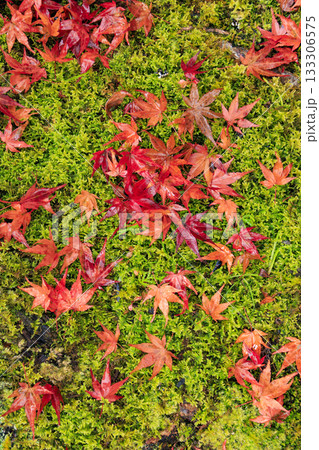 紅葉見頃な奥津峡 紅葉見頃な奥津峡 133306575