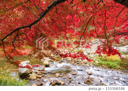 紅葉見頃な奥津峡 紅葉見頃な奥津峡 133306586