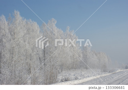 Russian birches in a winter forest. Several birches stand along the road. The birches are covered with frost and snow. The background is fog, a gray sky, a lot of snow on the birches 133306681