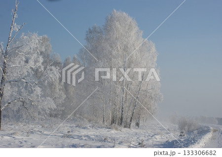 Russian birches in a winter forest. Several birches stand along the road. The birches are covered with frost and snow. The background is fog, a gray sky, 133306682