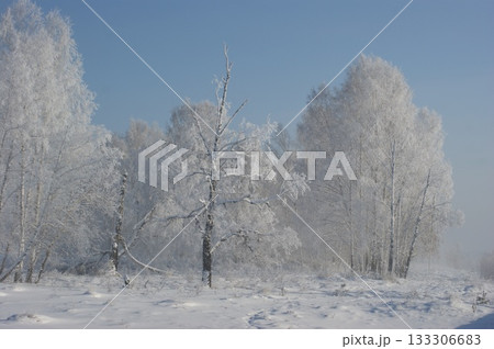 Russian birches in a winter forest. Several birches stand along the road. The birches are covered with frost and snow. The background is fog, a gray sky, a lot of snow on the birches, and frost. 133306683