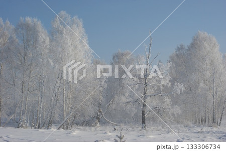 Russian birches in a winter forest. Several birches stand along the road. The birches are covered with frost and snow. Russian birches in a winter forest. Several birches stand along the road. The birches are covered with frost and snow. 133306734