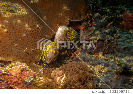 Two snowflake moray eels, Echidna nebulosa, peering out from a coral reef crevice by Verde Island 133306735