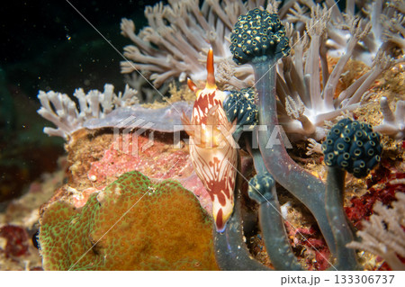 A nudibranch, Nembrotha lineolata, at a beautiful coral reef in Puerto Galera, Philippines 133306737