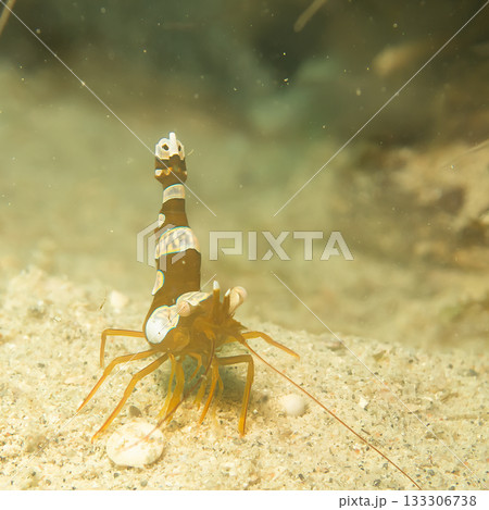 A macro photo of a Sexy shrimp, Holthuis cleaner shrimp or Ancylomenes holthuisi. 133306738