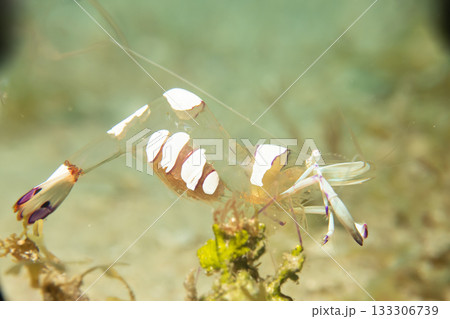 A super macro photo of a Holthuis cleaner shrimp, Ancylomenes holthuisi A super macro photo of a Holthuis cleaner shrimp, Ancylomenes holthuisi 133306739