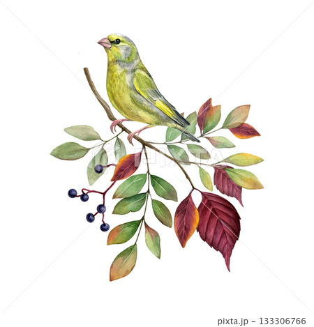 Green bird on rowan branch with fall leaves watercolor isolated illustration. Autumn nature hand drawn clip art. Greenfinch on tree twig with berries. Realistic drawing for natural designs and cards Green bird on rowan branch with fall leaves watercolor isolated illustration. Autumn nature hand drawn clip art. Greenfinch on tree twig with berries. Realistic drawing for natural designs and cards 133306766
