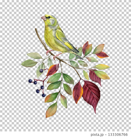 Green bird on rowan branch with fall leaves watercolor isolated illustration. Autumn nature hand drawn clip art. Greenfinch on tree twig with berries. Realistic drawing for natural designs and cards Green bird on rowan branch with fall leaves watercolor isolated illustration. Autumn nature hand drawn clip art. Greenfinch on tree twig with berries. Realistic drawing for natural designs and cards 133306766
