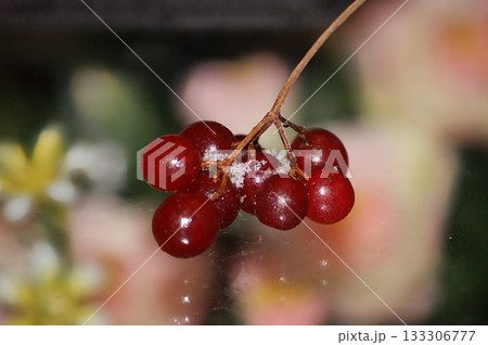 In the foreground are red rowan berries with snow on a glass table. 133306777