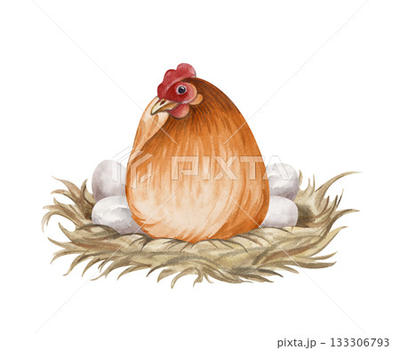 Brown hen hatching eggs on nest watercolor isolated illustration. Sitting poultry yard bird clip art for farm and countryside designs in natural colors. Realistic chicken mother for Easter holiday Brown hen hatching eggs on nest watercolor isolated illustration. Sitting poultry yard bird clip art for farm and countryside designs in natural colors. Realistic chicken mother for Easter holiday 133306793