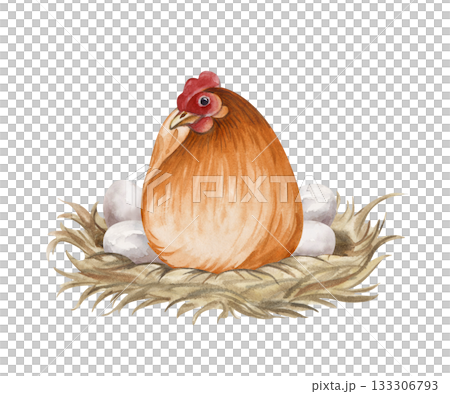 Brown hen hatching eggs on nest watercolor isolated illustration. Sitting poultry yard bird clip art for farm and countryside designs in natural colors. Realistic chicken mother for Easter holiday 133306793