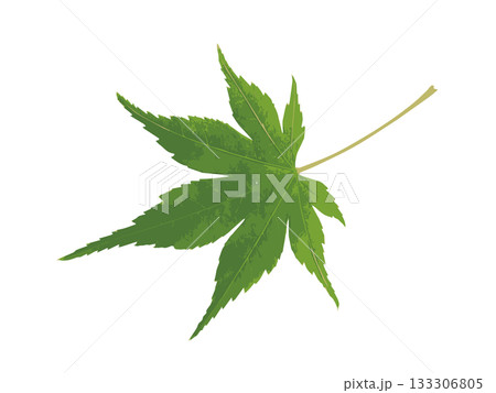 緑の1枚の紅葉のイラスト 133306805