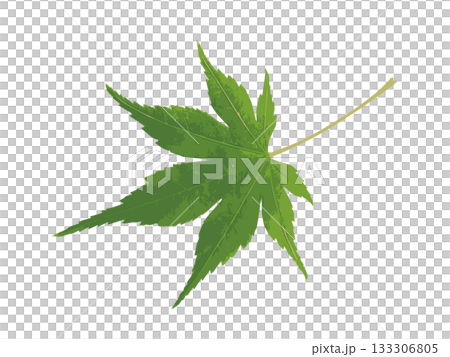 Illustration of a single green autumn leaf 133306805