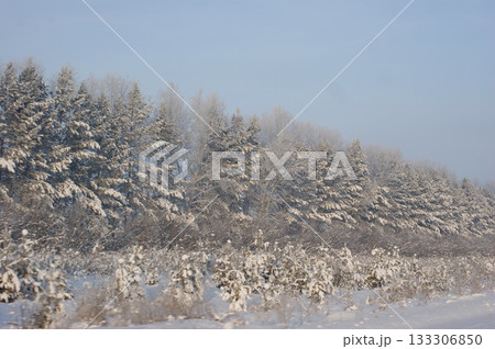 A forest belt of coniferous trees standing along the road, covered with snow, the weather is cloudy, the winter sky  133306850